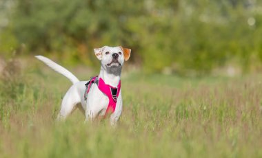 Beyaz, pembe koşumlu kırmızı köpek çimlerin üzerinde duruyor. Üremeyen köpek. İt herif. Evcil hayvan.