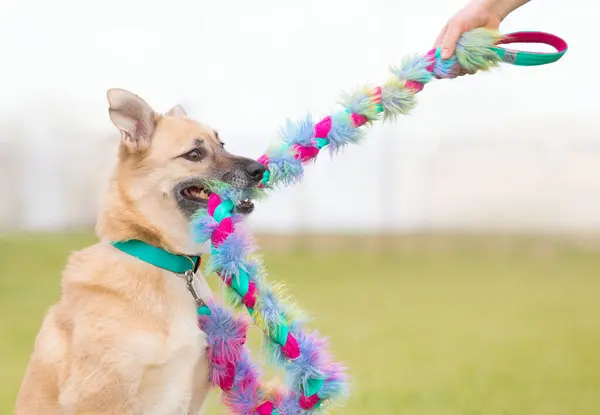 Cute mutt dog playing with colorful toy. Concept of dog playing, cynological school and dog adoption