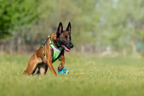 stock image Belgian Shepherd Malinois dog running fast on the green grass.