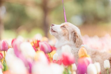 Minyatür Amerikan Çoban Köpeği laleler içinde. Çiçek tarlasında köpek. Çiçek açıyor. Bahar