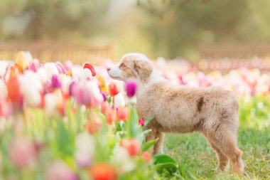 Minyatür Amerikan Çoban Köpeği laleler içinde. Çiçek tarlasında köpek. Çiçek açıyor. Bahar