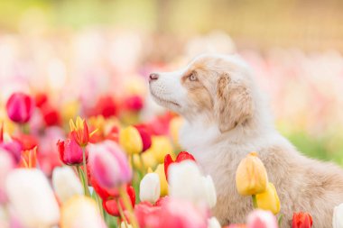 Minyatür Amerikan Çoban Köpeği laleler içinde. Çiçek tarlasında köpek. Çiçek açıyor. Bahar