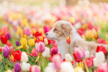 Minyatür Amerikan Çoban Köpeği laleler içinde. Çiçek tarlasında köpek. Çiçek açıyor. Bahar
