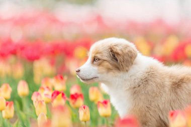 Minyatür Amerikan Çoban Köpeği laleler içinde. Çiçek tarlasında köpek. Çiçek açıyor. Bahar