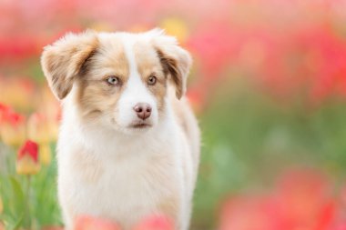 Minyatür Amerikan Çoban Köpeği laleler içinde. Çiçek tarlasında köpek. Çiçek açıyor. Bahar