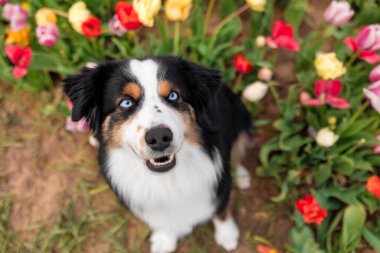Minyatür Amerikan çoban köpeği oturuyor ve bakıyor. Çiçek tarlasında köpek. Çiçek açıyor. Bahar. Mavi gözlü köpek.