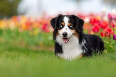 Minyatür Amerikan çoban köpeği lalelerde oturuyor. Çiçek tarlasında köpek. Çiçek açıyor. Bahar. Mavi gözlü köpek.