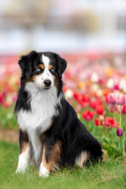 Minyatür Amerikan çoban köpeği lalelerde oturuyor. Çiçek tarlasında köpek. Çiçek açıyor. Bahar. Mavi gözlü köpek.