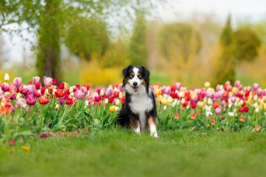 Minyatür Amerikan çoban köpeği lalelerde oturuyor. Çiçek tarlasında köpek. Çiçek açıyor. Bahar. Mavi gözlü köpek.