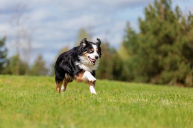 Köpek parkta koşuyor ve koşuyor. Avustralya çoban köpeği. Minyatür Amerikan Çoban Köpeği. Doğal kuyruk