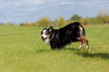 Köpek parkta koşuyor ve koşuyor. Avustralya çoban köpeği. Minyatür Amerikan Çoban Köpeği. Doğal kuyruk