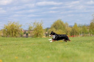 Köpek parkta koşuyor ve koşuyor. Avustralya çoban köpeği. Minyatür Amerikan Çoban Köpeği. Doğal kuyruk