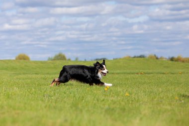 Köpek parkta koşuyor ve koşuyor. Avustralya çoban köpeği. Minyatür Amerikan Çoban Köpeği. Doğal kuyruk