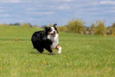 Köpek parkta koşuyor ve koşuyor. Avustralya çoban köpeği. Minyatür Amerikan Çoban Köpeği. Doğal kuyruk