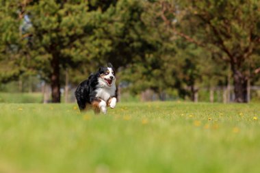 Köpek parkta koşuyor ve koşuyor. Avustralya çoban köpeği. Minyatür Amerikan Çoban Köpeği. Doğal kuyruk