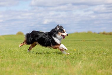 Köpek parkta koşuyor ve koşuyor. Avustralya çoban köpeği. Minyatür Amerikan Çoban Köpeği. Doğal kuyruk