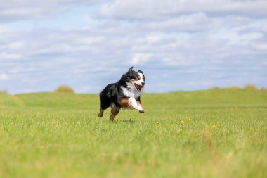 Köpek parkta koşuyor ve koşuyor. Avustralya çoban köpeği. Minyatür Amerikan Çoban Köpeği. Doğal kuyruk