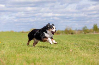 Köpek parkta koşuyor ve koşuyor. Avustralya çoban köpeği. Minyatür Amerikan Çoban Köpeği. Doğal kuyruk