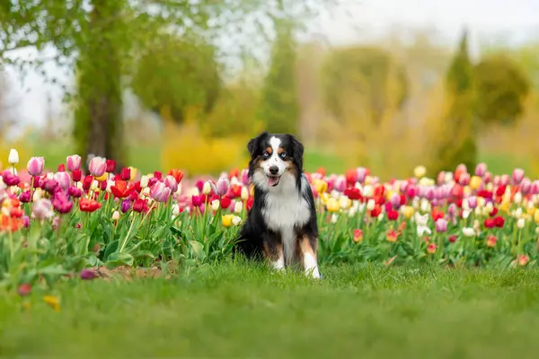 Minyatür Amerikan çoban köpeği lalelerde oturuyor. Çiçek tarlasında köpek. Çiçek açıyor. Bahar. Mavi gözlü köpek.