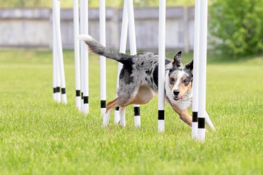 Köpek çevikliği slalom, köpeklerin spor müsabakaları. Çevik köpek. Örgü boyunca koşan bir çoban köpeği.