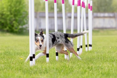 Köpek çevikliği slalom, köpeklerin spor müsabakaları. Çevik köpek. Örgü boyunca koşan bir çoban köpeği.