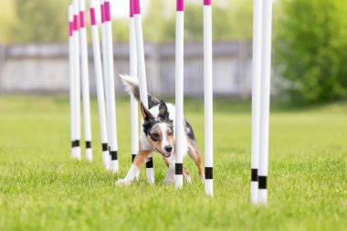 Köpek çevikliği slalom, köpeklerin spor müsabakaları. Çevik köpek. Örgü boyunca koşan bir çoban köpeği.