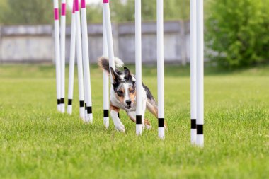 Köpek çevikliği slalom, köpeklerin spor müsabakaları. Çevik köpek. Örgü boyunca koşan bir çoban köpeği.