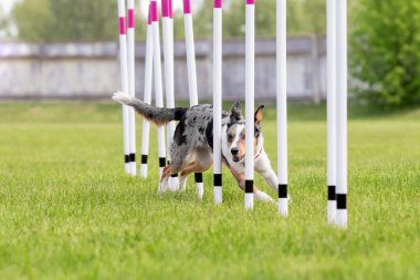 Köpek çevikliği slalom, köpeklerin spor müsabakaları. Çevik köpek. Örgü boyunca koşan bir çoban köpeği.