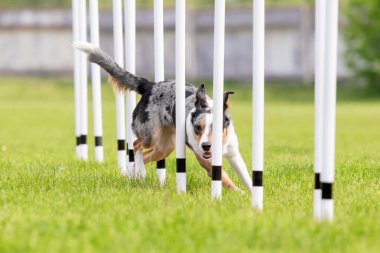 Köpek çevikliği slalom, köpeklerin spor müsabakaları. Çevik köpek. Örgü boyunca koşan bir çoban köpeği.