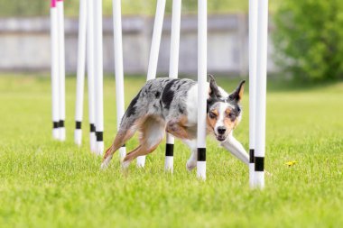 Köpek çevikliği slalom, köpeklerin spor müsabakaları. Çevik köpek. Örgü boyunca koşan bir çoban köpeği.
