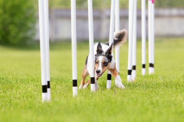 Köpek çevikliği slalom, köpeklerin spor müsabakaları. Çevik köpek. Örgü boyunca koşan bir çoban köpeği.