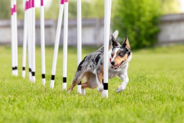 Köpek çevikliği slalom, köpeklerin spor müsabakaları. Çevik köpek. Örgü boyunca koşan bir çoban köpeği.