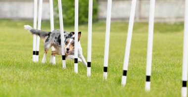 Köpek çevikliği slalom, köpeklerin spor müsabakaları. Çevik köpek. Örgü boyunca koşan bir çoban köpeği.