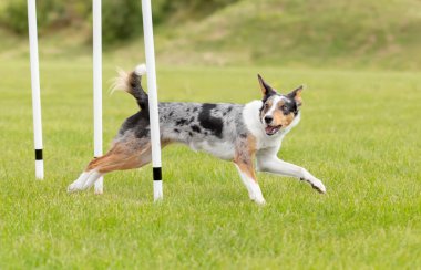 Köpek çevikliği slalom, köpeklerin spor müsabakaları. Çevik köpek. Örgü boyunca koşan bir çoban köpeği.