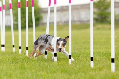 Köpek çevikliği slalom, köpeklerin spor müsabakaları. Çevik köpek. Örgü boyunca koşan bir çoban köpeği.