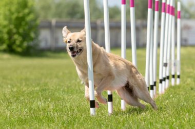 Köpek çevikliği slalom, köpeklerin spor müsabakaları. Melez köpek. Çeviklik kursu