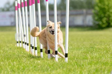 Köpek çevikliği slalom, köpeklerin spor müsabakaları. Melez köpek. Çeviklik kursu