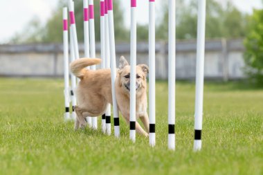 Köpek çevikliği slalom, köpeklerin spor müsabakaları. Melez köpek. Çeviklik kursu