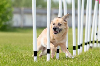 Köpek çevikliği slalom, köpeklerin spor müsabakaları. Melez köpek. Çeviklik kursu