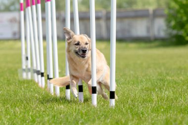 Köpek çevikliği slalom, köpeklerin spor müsabakaları. Melez köpek. Çeviklik kursu