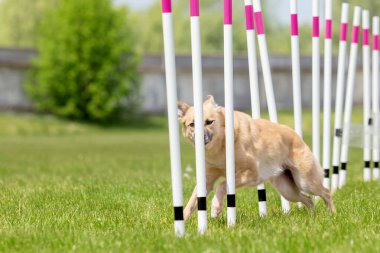 Köpek çevikliği slalom, köpeklerin spor müsabakaları. Melez köpek. Çeviklik kursu