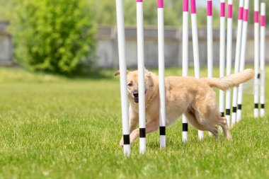 Köpek çevikliği slalom, köpeklerin spor müsabakaları. Melez köpek. Çeviklik kursu