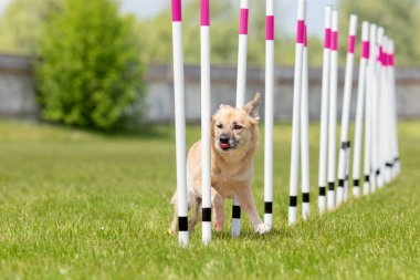 Köpek çevikliği slalom, köpeklerin spor müsabakaları. Melez köpek. Çeviklik kursu