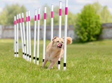 Köpek çevikliği slalom, köpeklerin spor müsabakaları. Melez köpek. Çeviklik kursu