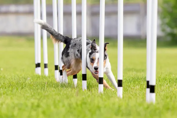 Dog agility slalom, sports competitions of dogs.  Agility dog. Border collie dog running trough the weaves