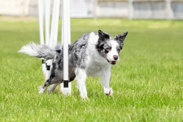 Dog agility slalom, sports competitions of dogs.  Agility dog. Border collie dog running trough the weaves