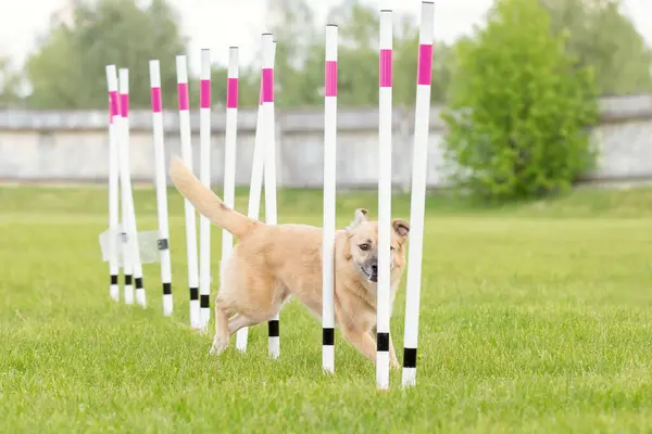 stock image Dog agility slalom, sports competitions of dogs. Mongrel dog. Agility course