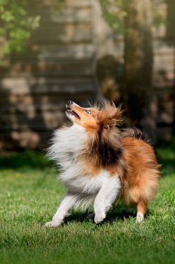 Shetland Çoban Köpeği dışarıda oynuyor. Sheltie zıplıyor