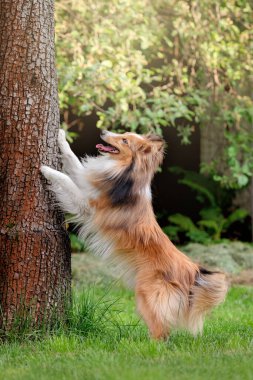 Sheltie köpeği bir ağaca karşı arka ayaklarının üzerinde duruyor. Köpek numarası. Shetland Çoban Köpeği Parkta 