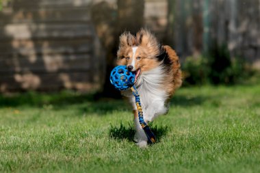 Shetland Çoban Köpeği mavi topla oynuyor. Yeşil çimlerde koşan Sheltie köpeği. 